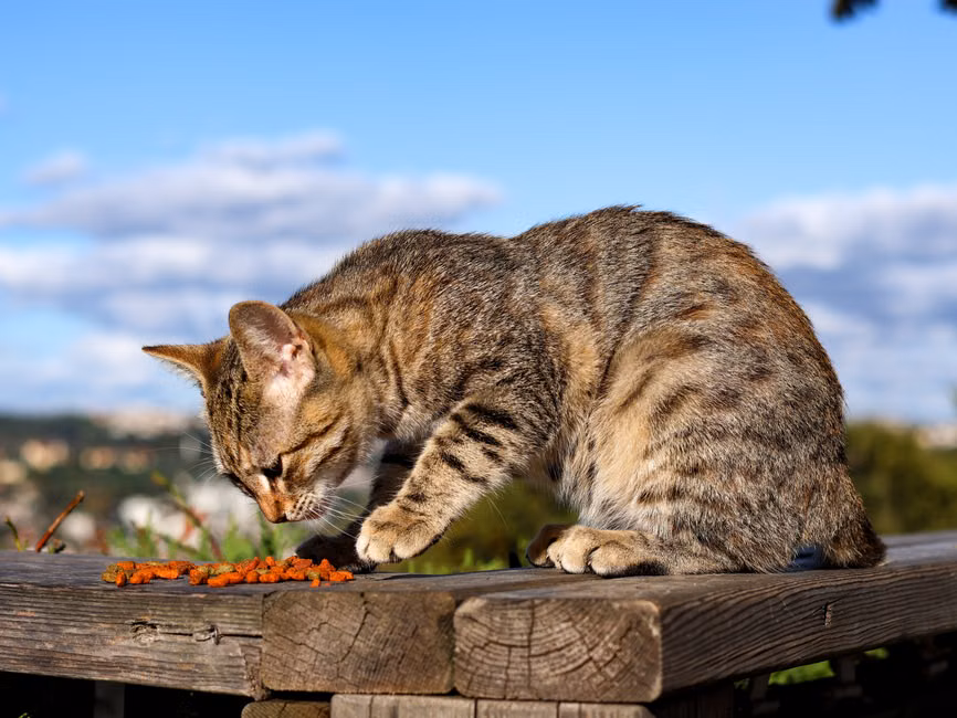 Ração para Gatos Filhotes (7,5kg)