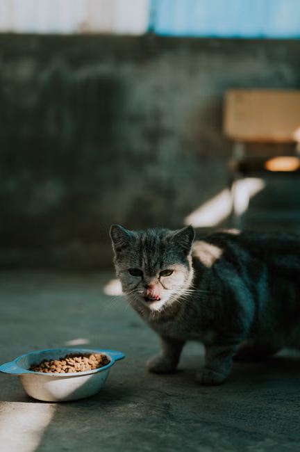 Cama Suspensa para Gatos